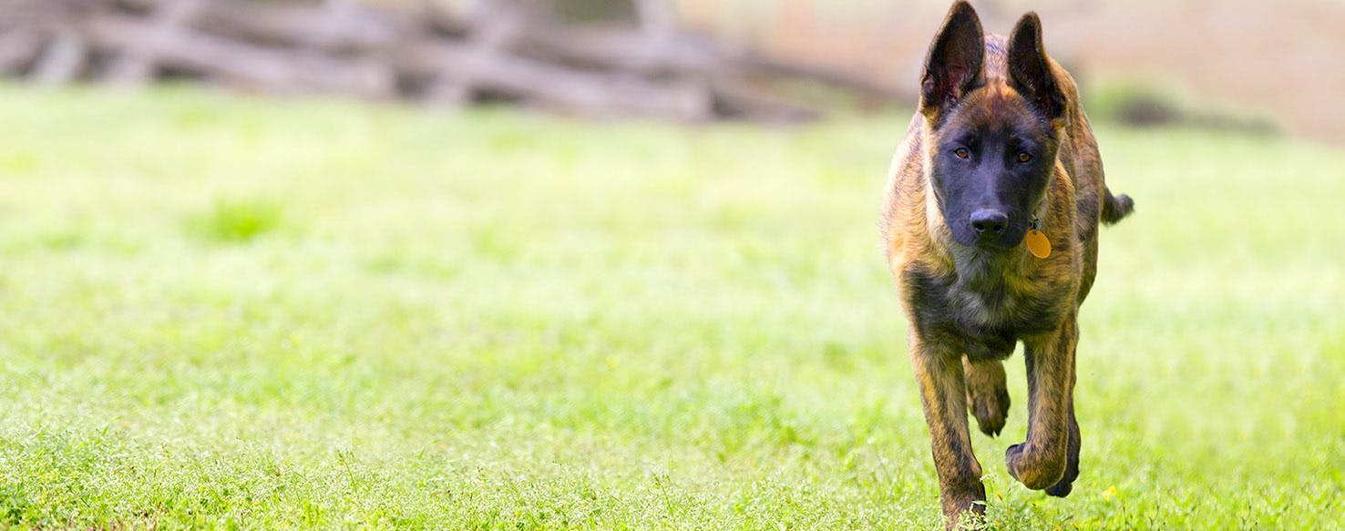 Dutch Shepherd Dog Names Popular Male and Female Names Wag!